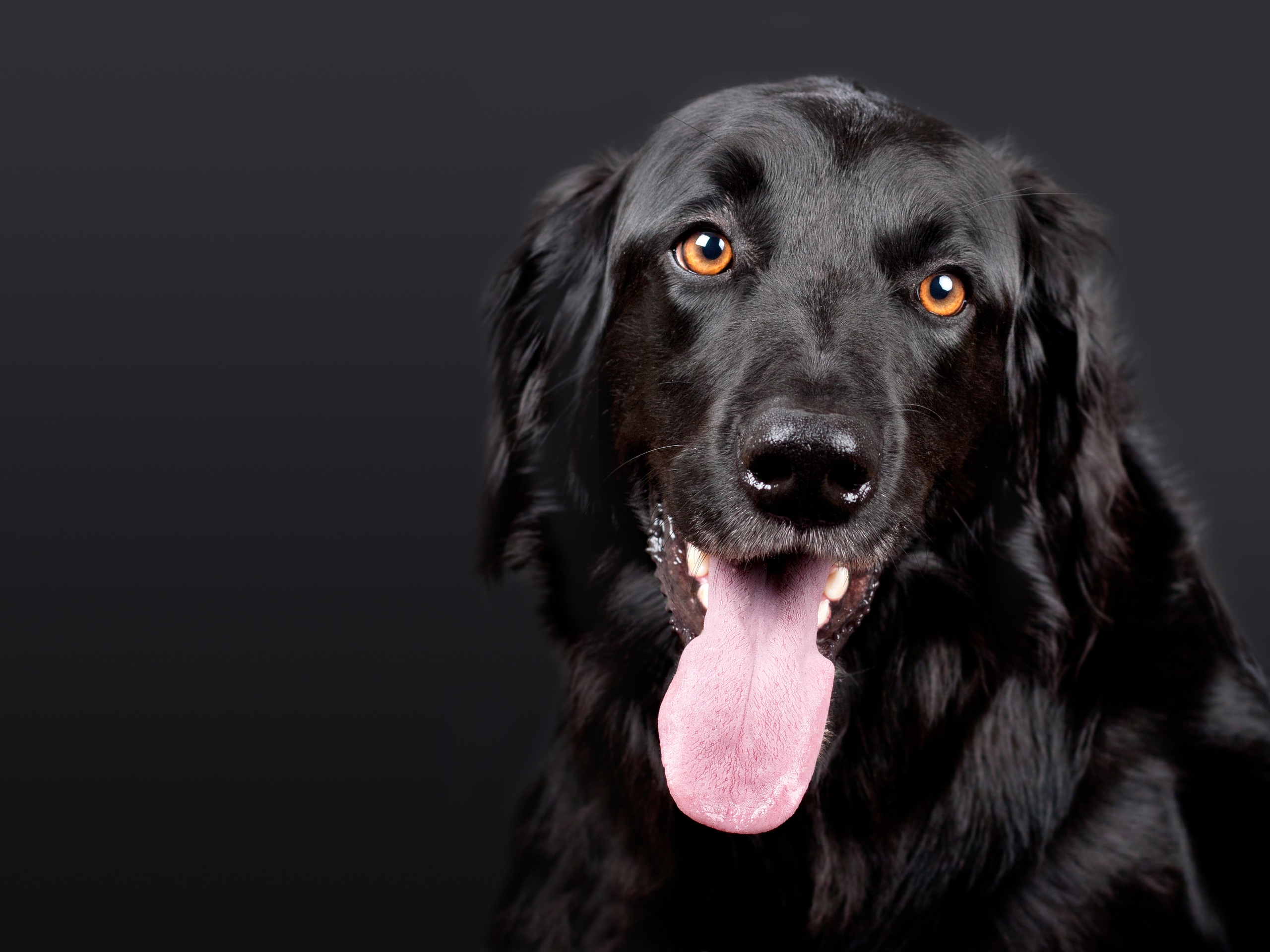 Cocosoya deals for dogs