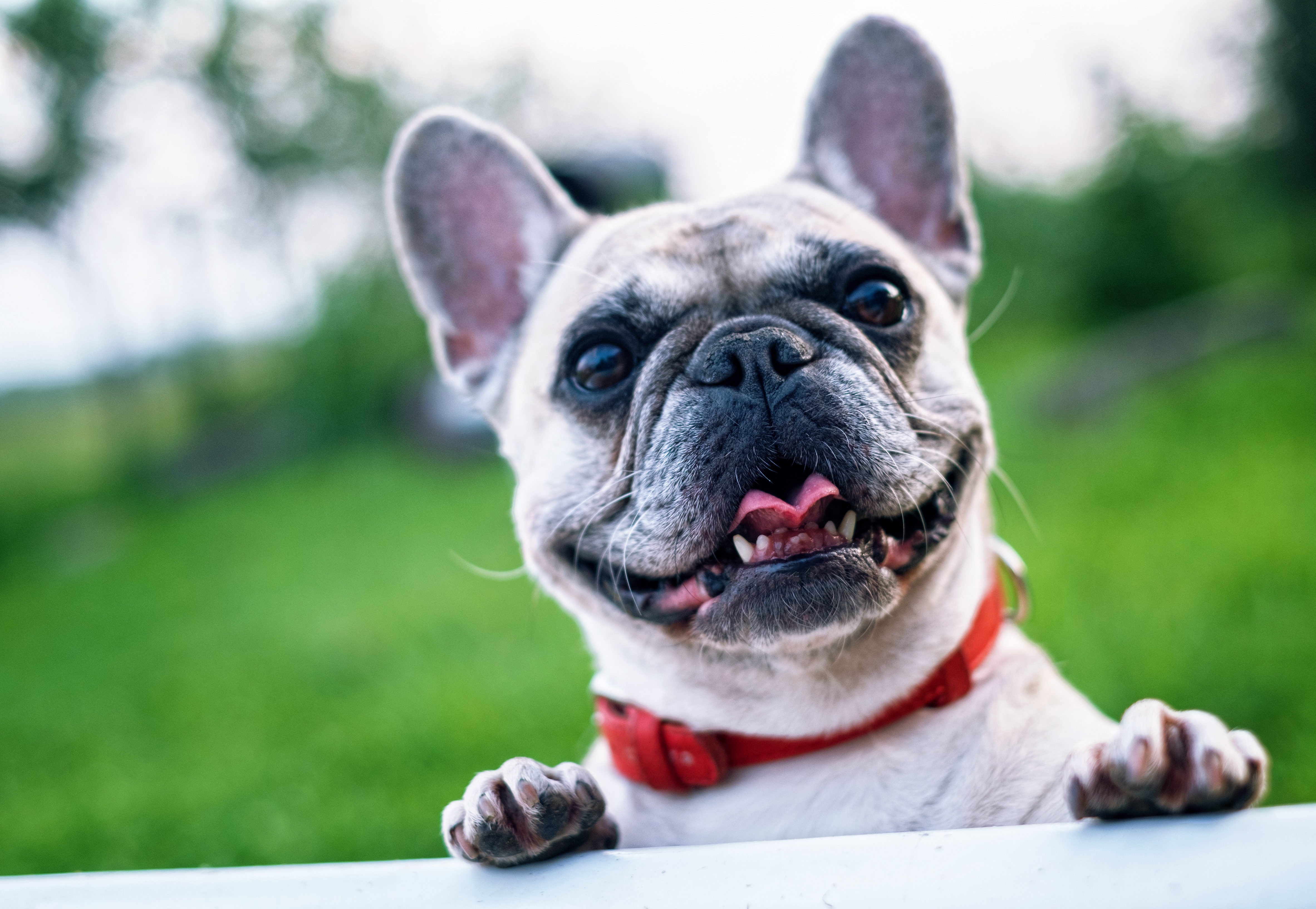 Can dogs be vegetarian?