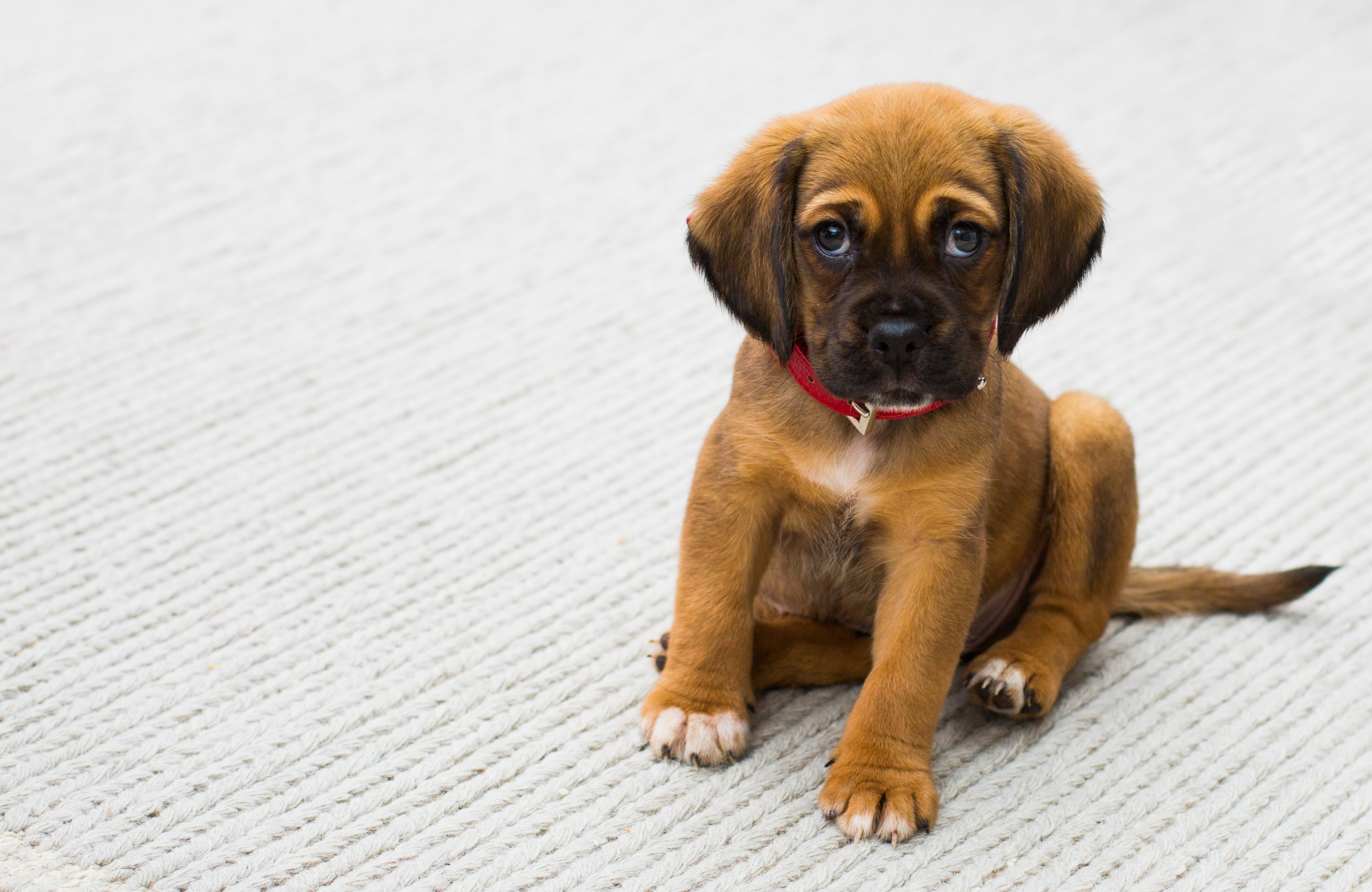 The Benefits Of Turmeric For Dogs