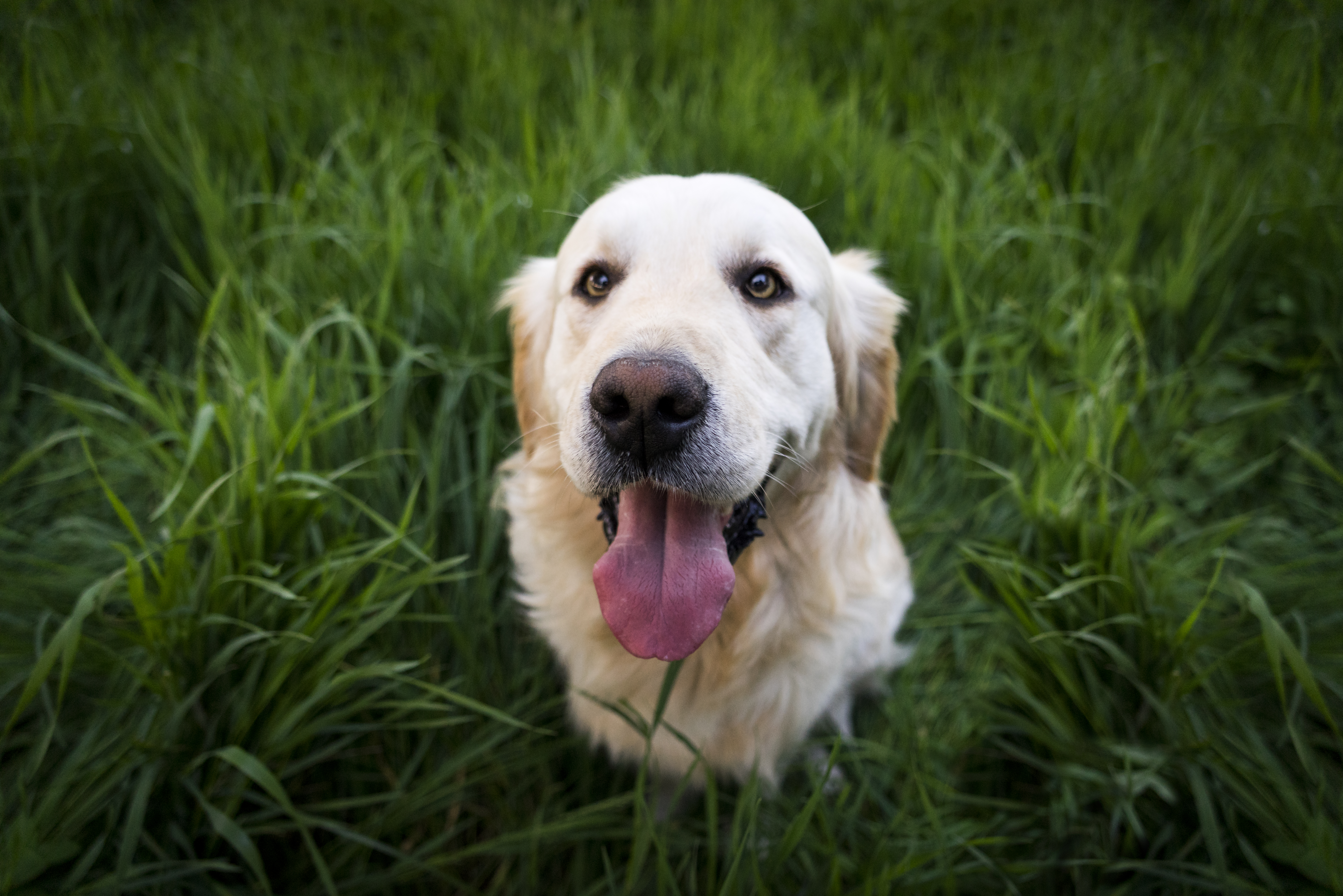 Turmeric for dogs