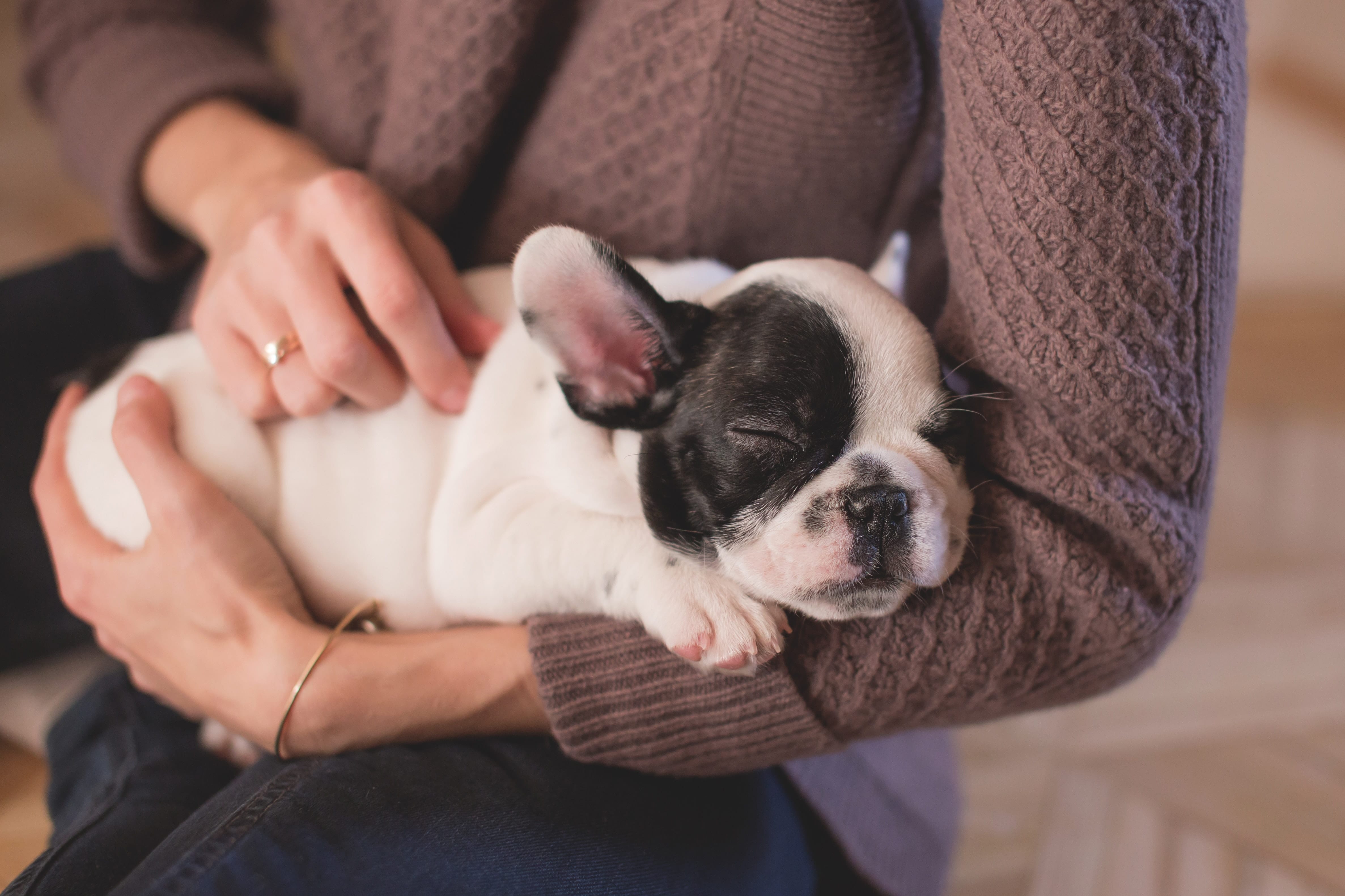 First time french bulldog sales owner