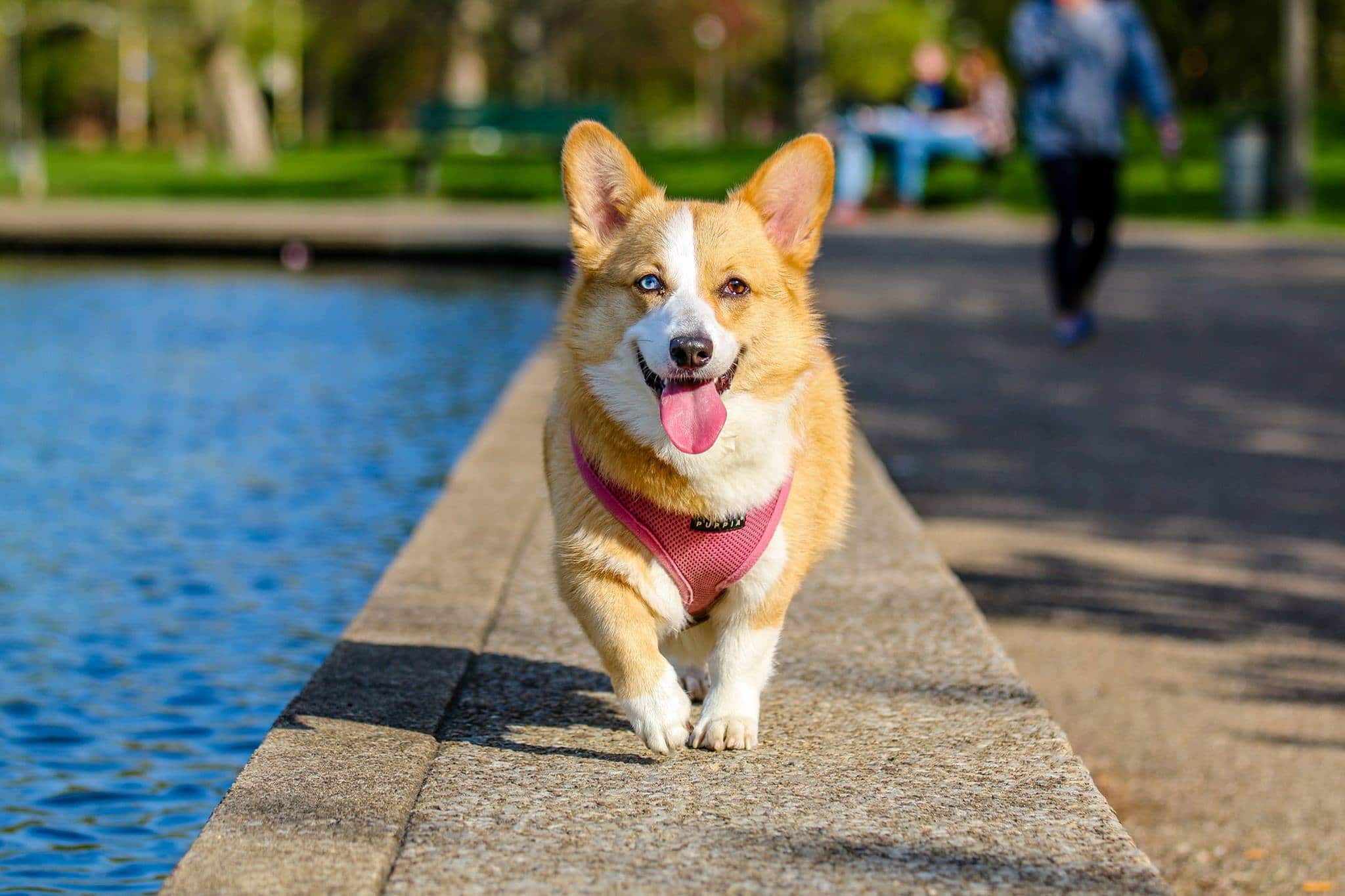 10 Nutritious Foods For Your Dog