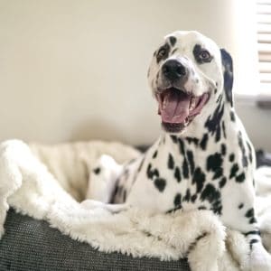 Organic Dog Treats Perth - Organic dog treats australia