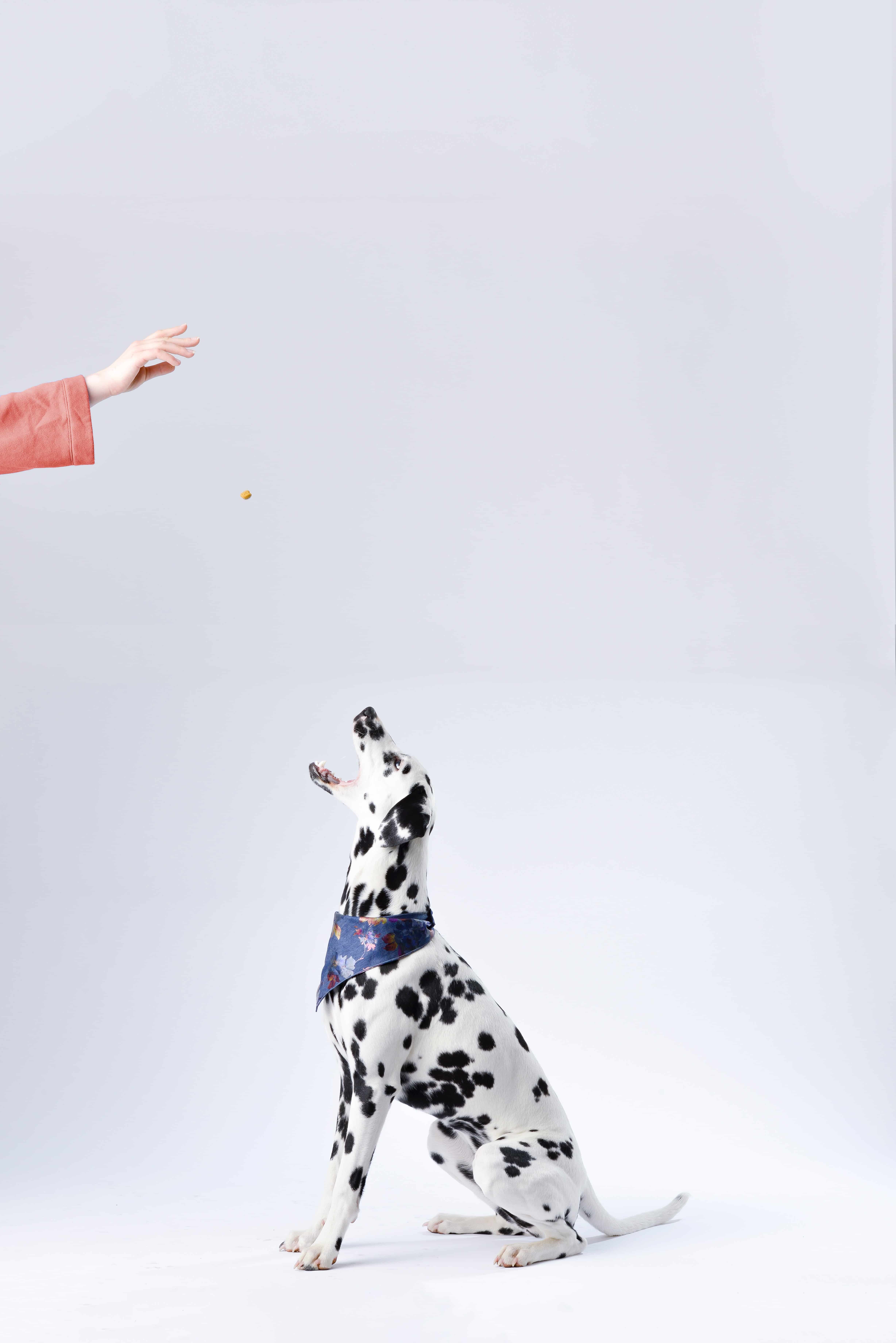 Organic Food Benefits Your Pet Too